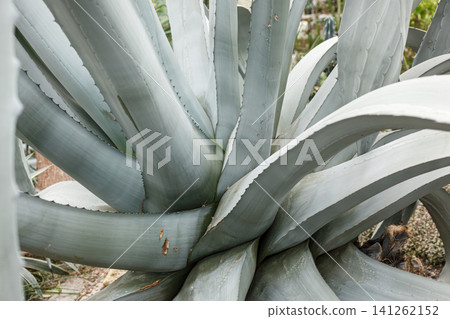 Exotic plant Agave americana Latifolia Exotic plant Agave americana Latifolia 141262152