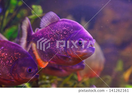 underwater photography of fish Pygocentrus nattereri underwater photography of fish Pygocentrus nattereri 141262161