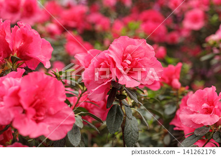 Beautiful blooming pink Azalea bushes 141262176