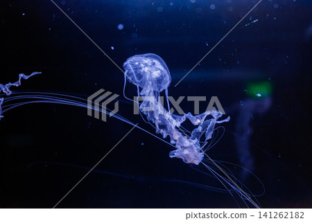 underwater photos of jellyfish chrysaora achlyos jellyfish black sea nettle underwater photos of jellyfish chrysaora achlyos jellyfish black sea nettle 141262182