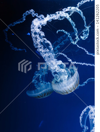 underwater photos of jellyfish chrysaora plocamia south america sea nettle underwater photos of jellyfish chrysaora plocamia south america sea nettle 141262205