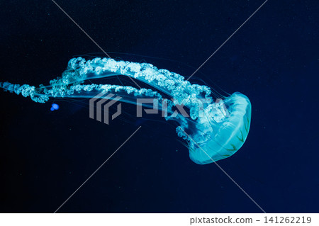 underwater photos of jellyfish chrysaora plocamia south america sea nettle underwater photos of jellyfish chrysaora plocamia south america sea nettle 141262219