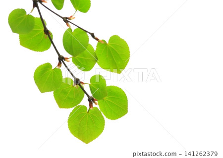 桂樹的嫩葉(特寫,心形) 桂樹的嫩葉(特寫,心形) 141262379