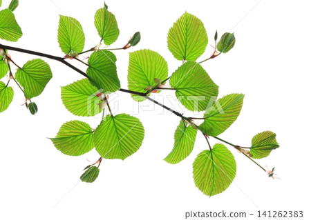 山茱萸的嫩葉(清新的綠色生態圖) 山茱萸的嫩葉(清新的綠色生態圖) 141262383