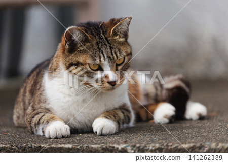 Two stray cats, one tabby and the other a spotted, stare intently. Two stray cats, one tabby and the other a spotted, stare intently. 141262389