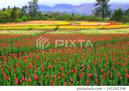Kuju Mountain Range and Tulip Fields (Kuju Flower Park) Kuju Mountain Range and Tulip Fields (Kuju Flower Park) 141262396