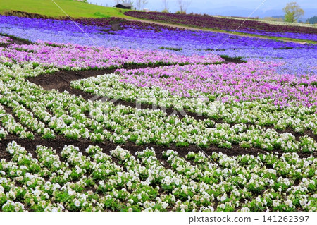 A field of pansies in the highlands (Kuju Flower Park) A field of pansies in the highlands (Kuju Flower Park) 141262397