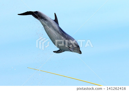 Dolphin show (Dolphin Island/Tsukumi City) Dolphin show (Dolphin Island/Tsukumi City) 141262416