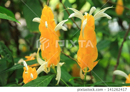 金苞花 金苞花 141262417
