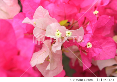 Bougainvillea Bougainvillea 141262423