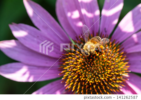 A honeybee perches on an echinacea flower and collects pollen. A honeybee perches on an echinacea flower and collects pollen. 141262587