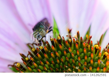 The black-eyed blowfly, characterized by its compound eyes, visits an echinacea flower. 141262591