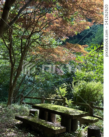 A landscape of Japanese maple trees unfolding on a moss-covered stone bench bathed in dappled sunlight. 141262620