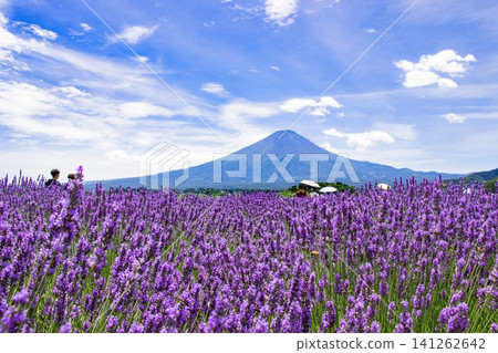 Summer at Kawaguchiko Oishi Park: Lavender fields in full bloom and tourists. Summer at Kawaguchiko Oishi Park: Lavender fields in full bloom and tourists. 141262642