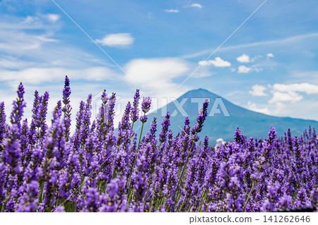 透過盛開的薰衣草田望向富士山。 透過盛開的薰衣草田望向富士山。 141262646
