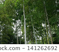 A lush green bamboo forest that you look up at 141262692