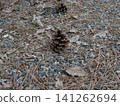 Pine cone that fell to the ground 141262694