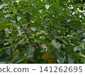 Green plums growing on a tree 141262695