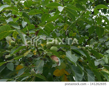 Green plums growing on a tree 141262695