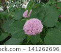 Pink button-toothed flower 141262696