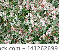 Background of variegated leaves of Trachelospermum asiaticum 141262699
