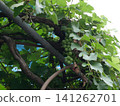 Green grapes growing on a trellis 141262701