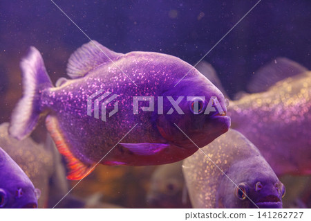 underwater photography of fish Pygocentrus nattereri underwater photography of fish Pygocentrus nattereri 141262727
