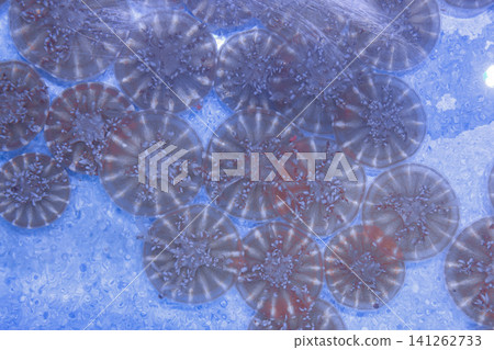 underwater photos of jellyfish Cassiopea andromeda, Upside down underwater photos of jellyfish Cassiopea andromeda, Upside down 141262733