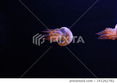 underwater photography of beautiful flame jellyfish rhopilema esculentum underwater photography of beautiful flame jellyfish rhopilema esculentum 141262762