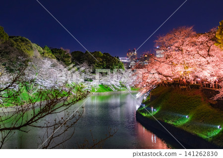 東京千代田區千鳥淵:美麗的春日景色,櫻花盛開,裝飾著護城河,周圍建築的夜景也十分迷人。 東京千代田區千鳥淵:美麗的春日景色,櫻花盛開,裝飾著護城河,周圍建築的夜景也十分迷人。 141262830