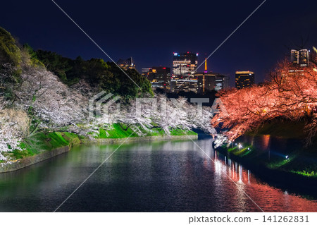 Chidorigafuchi, Chiyoda Ward, Tokyo: A beautiful spring scene of cherry blossoms in full bloom adorning the moat and the night view of the surrounding buildings. Chidorigafuchi, Chiyoda Ward, Tokyo: A beautiful spring scene of cherry blossoms in full bloom adorning the moat and the night view of the surrounding buildings. 141262831