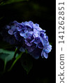 A close-up of a beautiful blue-purple hydrangea (hydrangea) emerging from the darkness. 141262851