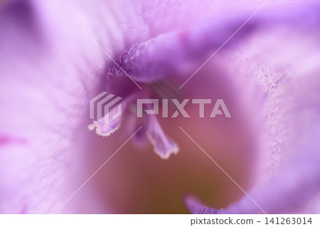 淡紫色唐菖蒲花的花蕊和花瓣的特寫。 淡紫色唐菖蒲花的花蕊和花瓣的特寫。 141263014