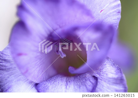 淡紫色唐菖蒲花的花蕊和花瓣的特寫。 淡紫色唐菖蒲花的花蕊和花瓣的特寫。 141263015