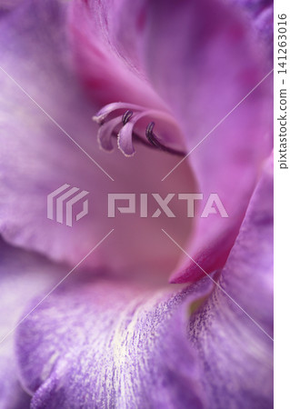 淡紫色唐菖蒲花的花蕊和花瓣的特寫。 淡紫色唐菖蒲花的花蕊和花瓣的特寫。 141263016