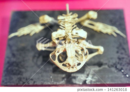 Frog bones Frog bones 141263018