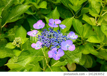 Hydrangea macrophylla (Toyohira Park) _2099 Hydrangea macrophylla (Toyohira Park) _2099 141263052
