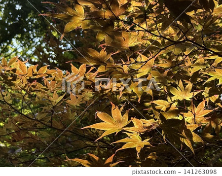 Japanese maple leaves translucent in the backlight filtering through the trees. Japanese maple leaves translucent in the backlight filtering through the trees. 141263098