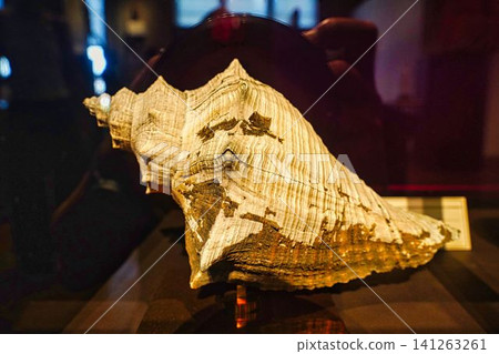 Fossil of conch Fossil of conch 141263261