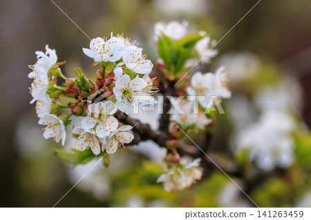 beautiful bloom of fruit trees cherry beautiful bloom of fruit trees cherry 141263459