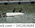 Two cormorants resting on an overturned boat in Shinobazu Pond, Ueno Park. 141263688
