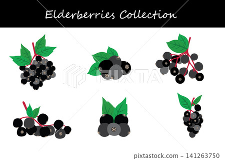 elderberries collection. elderberries in different poses elderberries collection. elderberries in different poses 141263750