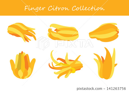 finger citron collection. finger citron in different poses finger citron collection. finger citron in different poses 141263756
