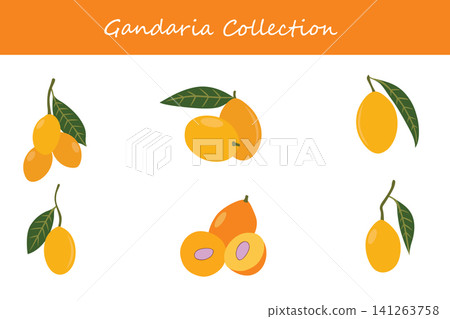 gandaria collection. gandaria in different poses gandaria collection. gandaria in different poses 141263758