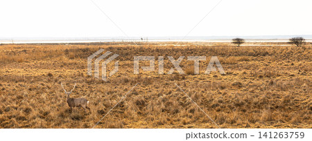 A landscape that gives a sense of being at the very edge of the world, on the Notsuke Peninsula in Betsukai Town, Hokkaido, just after the snow has melted. A landscape that gives a sense of being at the very edge of the world, on the Notsuke Peninsula in Betsukai Town, Hokkaido, just after the snow has melted. 141263759