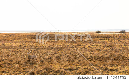 A landscape that gives a sense of being at the very edge of the world, on the Notsuke Peninsula in Betsukai Town, Hokkaido, just after the snow has melted. A landscape that gives a sense of being at the very edge of the world, on the Notsuke Peninsula in Betsukai Town, Hokkaido, just after the snow has melted. 141263760