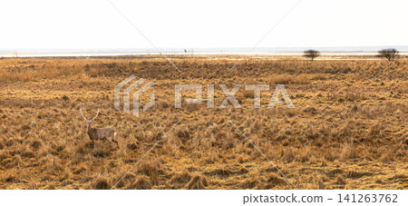 A landscape that gives a sense of being at the very edge of the world, on the Notsuke Peninsula in Betsukai Town, Hokkaido, just after the snow has melted. A landscape that gives a sense of being at the very edge of the world, on the Notsuke Peninsula in Betsukai Town, Hokkaido, just after the snow has melted. 141263762
