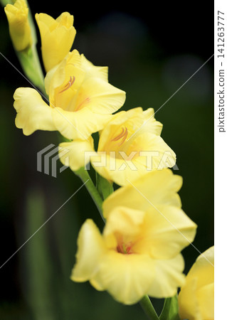 劍蘭花是美麗、鮮豔的黃色。 劍蘭花是美麗、鮮豔的黃色。 141263777