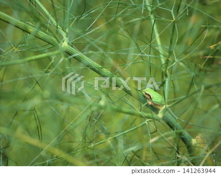 A tree frog resting on a fennel branch that grew in July. A tree frog resting on a fennel branch that grew in July. 141263944