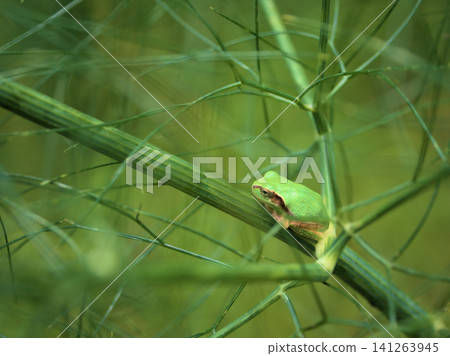 A tree frog resting on a fennel branch that grew in July. A tree frog resting on a fennel branch that grew in July. 141263945
